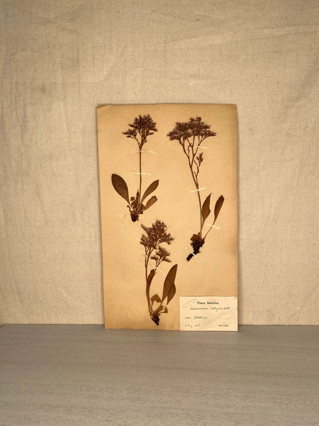 Antique Swedish Herbarium Specimen botanical pressed flowers Scandinavian #1568 | Etsy (US)