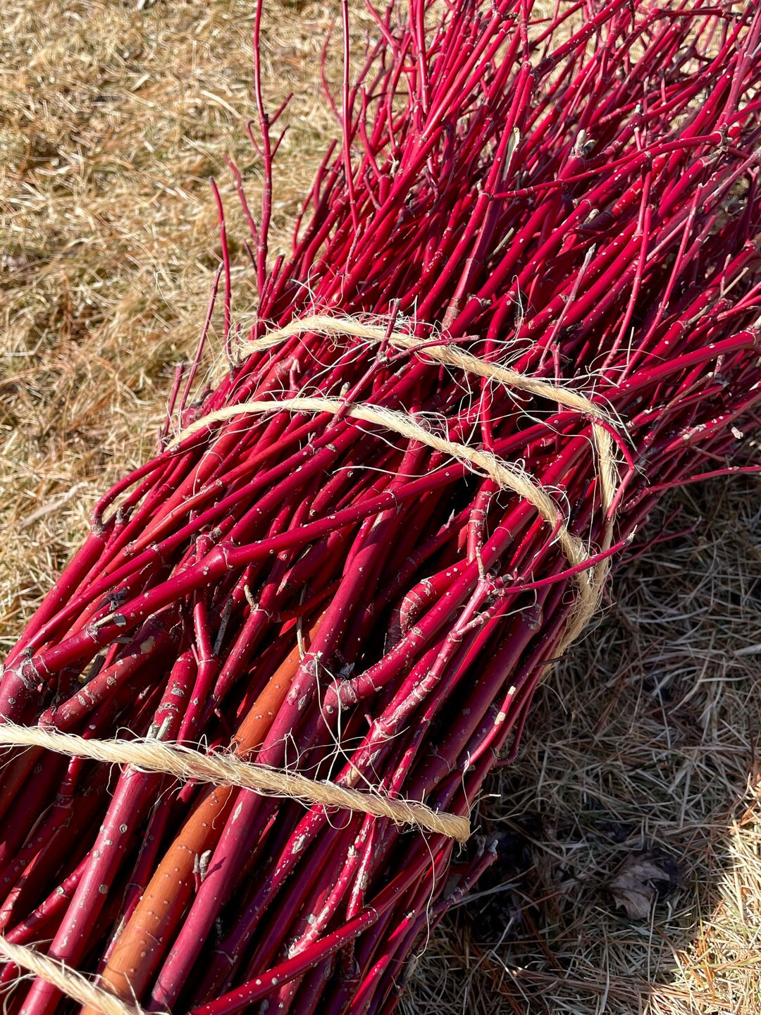 Large Bundle Red Dogwood/willow Cuttings - Etsy | Etsy (US)