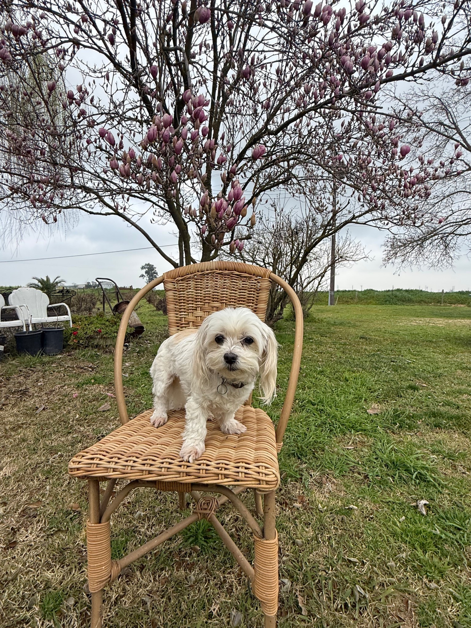 Today marks 12 years since my grandma adopted her dog Millie, so I had to give her a spring // Valentine’s Day photo shoot! My family and I adopted her after my grandma passed away three and a half years ago. We love her so much! She looks adorable and my favorite wicker outdoor dining chair ❤️

#LTKHome #LTKValentine #LTKSaleAlert