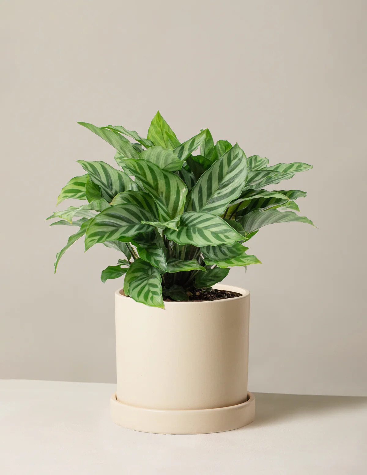 Calathea Freddie | The Sill