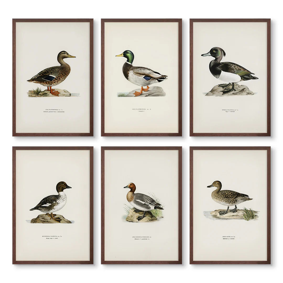 Vintage Ducks Set of 6 Art Prints | High-End Art | Urban Garden Prints