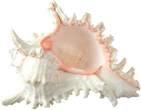 Murex Ramosus Shell | 1 Large Murex Sea Shell 7- 9" | Plus Free Nautical eBook by Joseph Rains | Amazon (US)