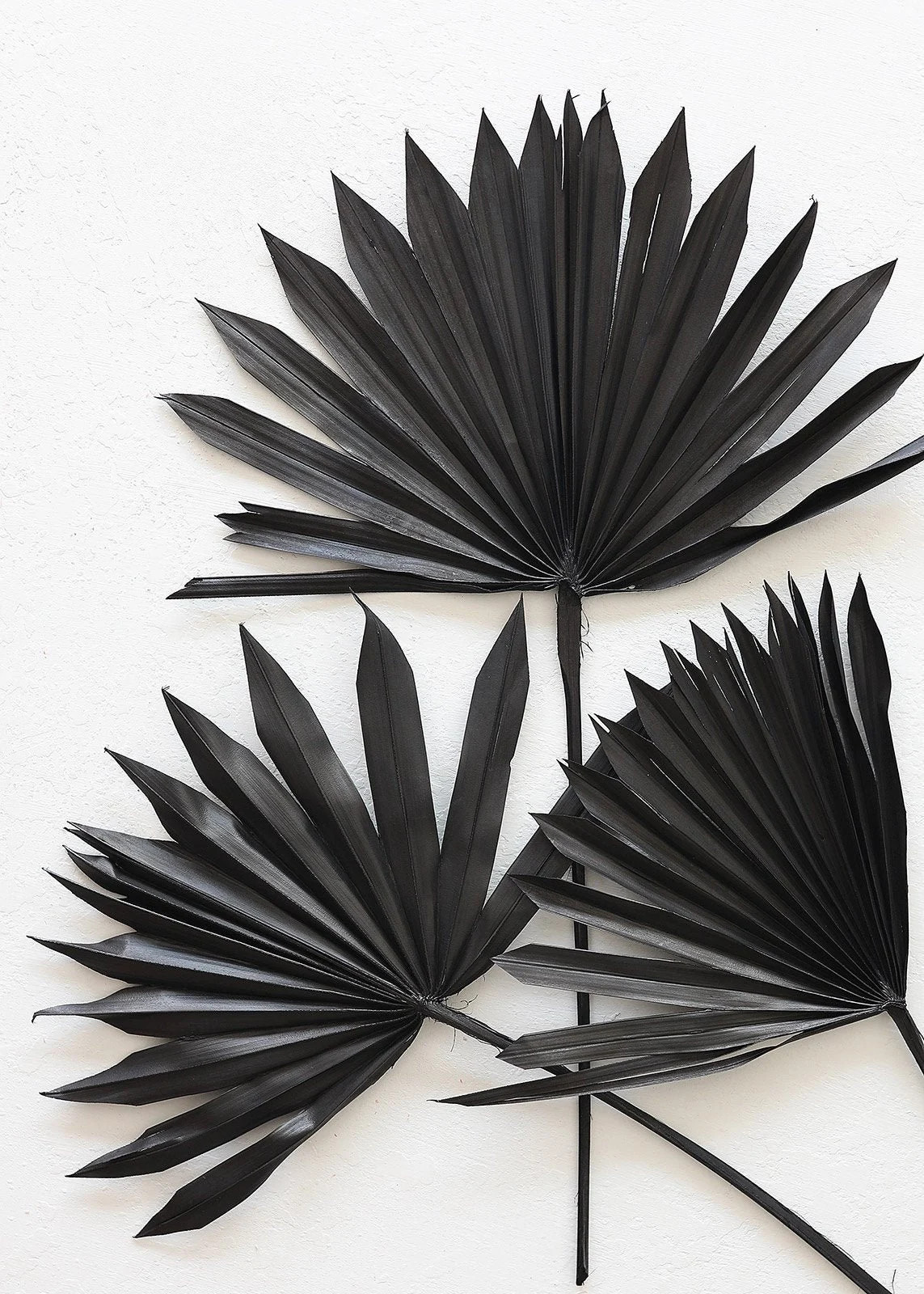 Pack of 5 - Black Natural Sun Palm Leaves | Etsy (US)