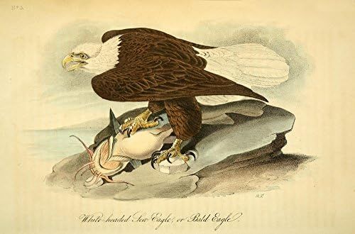 Posterazzi Birds of America 1844 Bald Eagle Poster Print by J.J. Audubon, (18 x 24), Varies | Amazon (US)