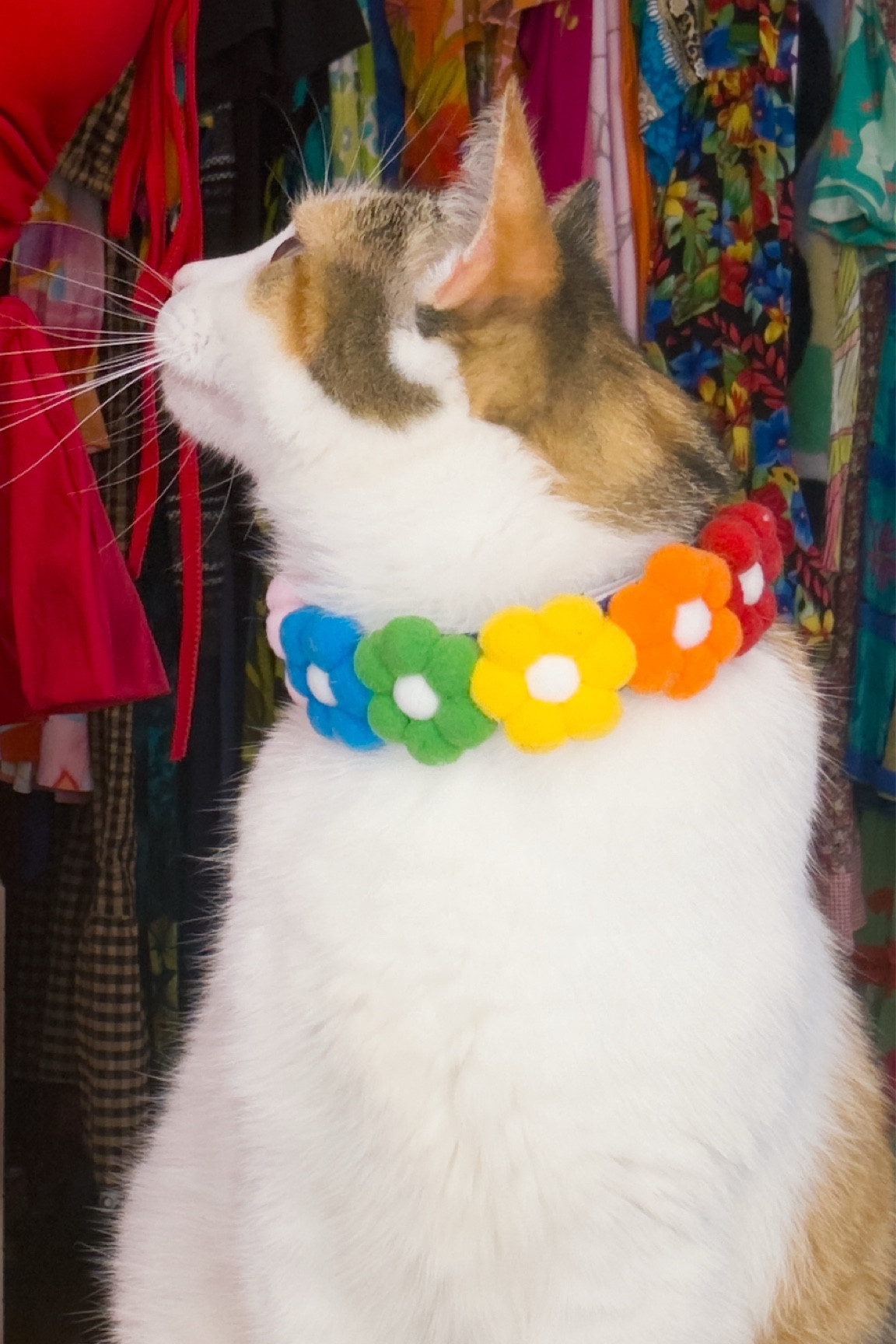 Pony’s fav collars 🌈✨💖 