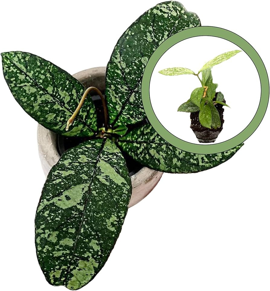 Generic Hoya Crassipetiolata Splash Starter Plant, Natural | Amazon (US)