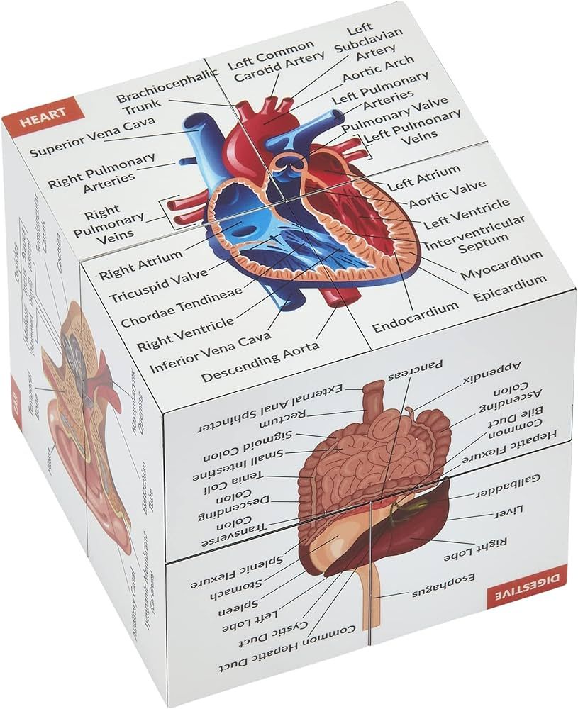 Human Anatomy Study Cube | Study 9 Parts of The Human Body | Perfect Anatomy Revision Guide | Add... | Amazon (US)