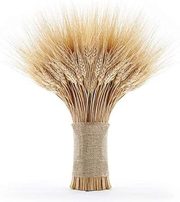 EOSAGA Golden Dried Wheat Sheaves 120 Stems Bundle Premium Autumn Arrangements Full Wholesale DIY... | Amazon (US)