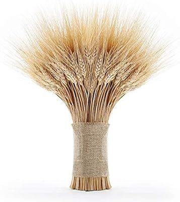 EOSAGA Golden Dried Wheat Sheaves 120 Stems Bundle Premium Autumn Arrangements Full Wholesale DIY... | Amazon (US)