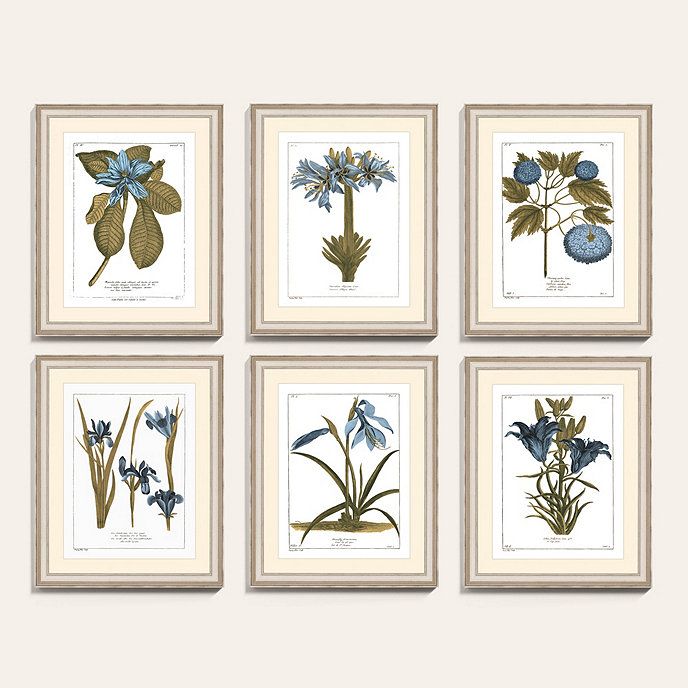 Buchoz Botanical Blue Art | Ballard Designs | Ballard Designs, Inc.