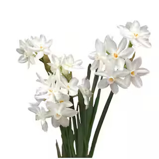 Ziva Paperwhites Narcissus 10-Bulbs | The Home Depot