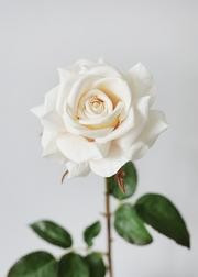 Real Touch Open Dutchess Rose in Cream Blush - 20" Tall | Afloral (US)