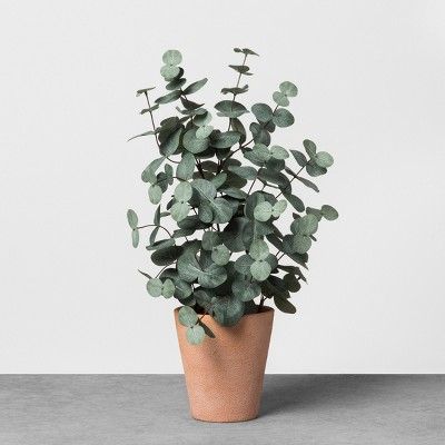 Faux Eucalyptus in Terracotta Pot - Hearth & Hand™ with Magnolia | Target