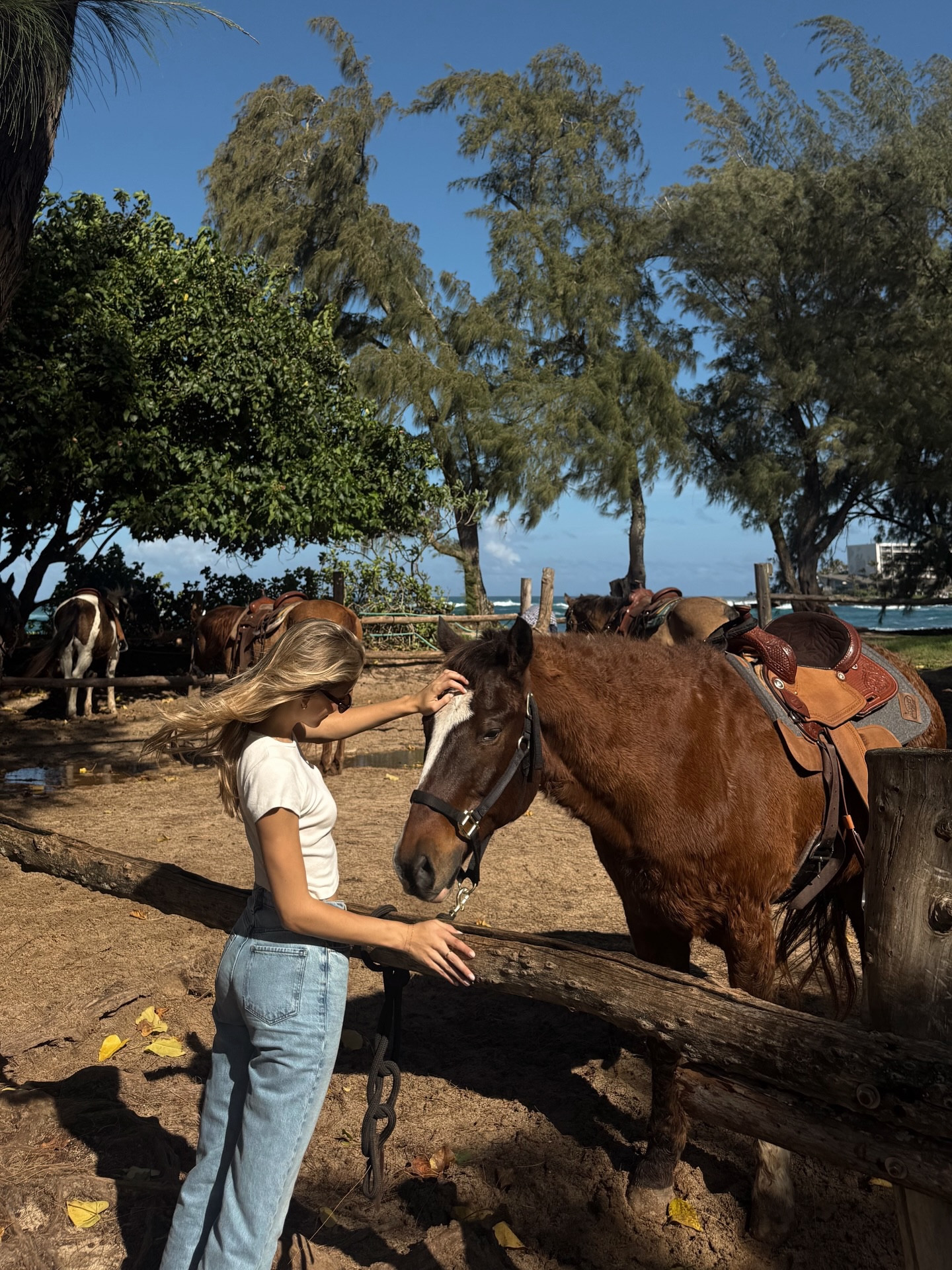 Year of the horse !!!