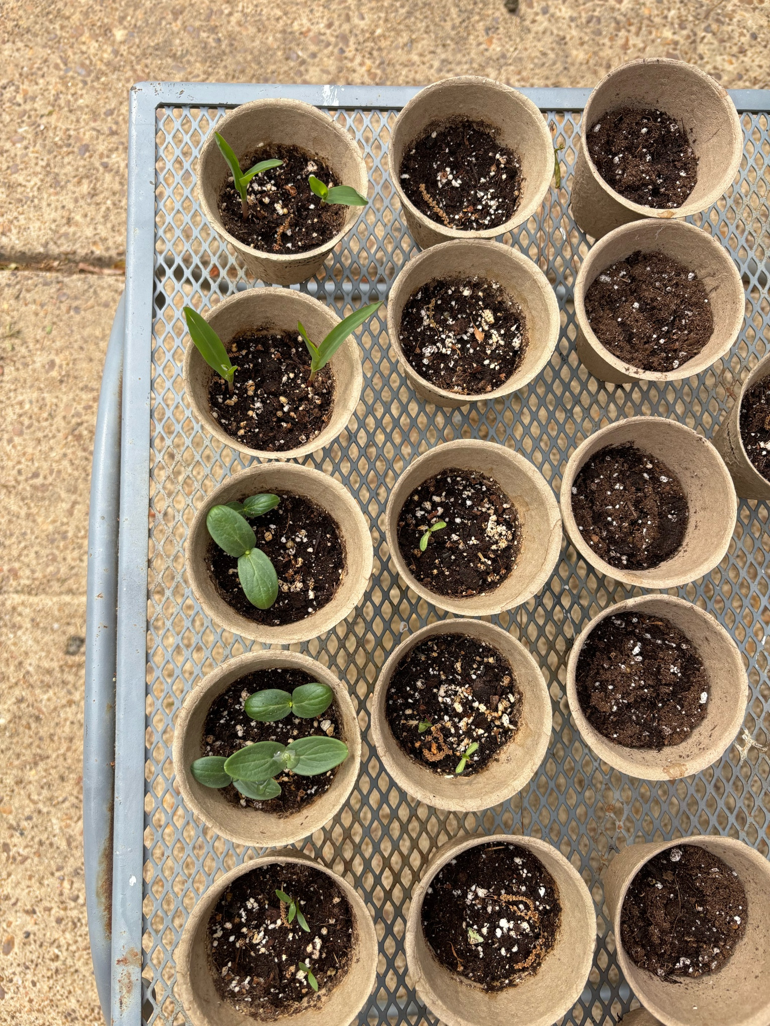 These biodegradable seed pots are perfect for getting the summer garden started! 🌱🌱

#LTKFamily #LTKHome #LTKSeasonal