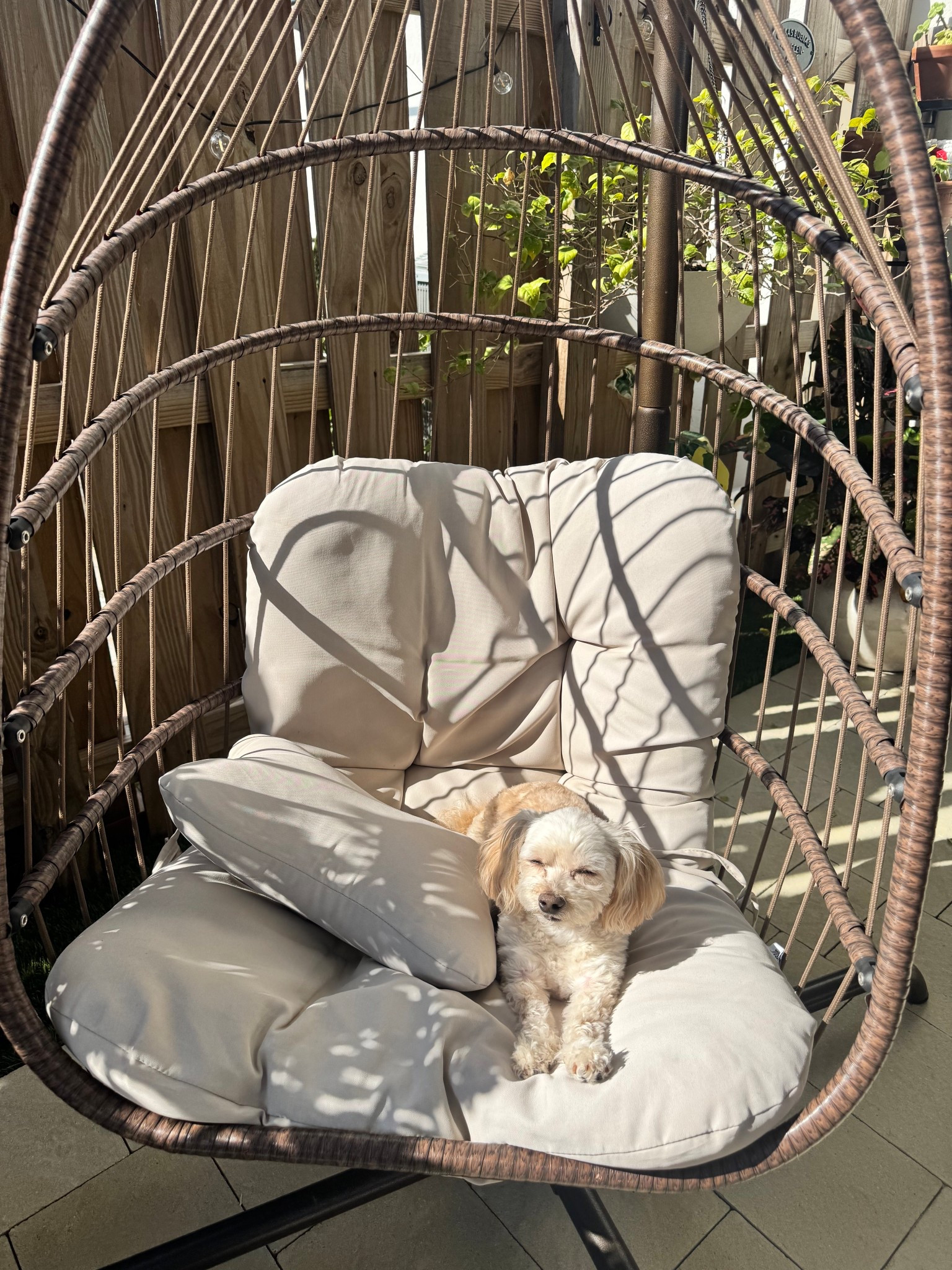 You know I love me a swinging chair! In this home I can’t hang one, so I got this cutie and we’re obsessed 😍 

The chair we all have to fight (Oakley) for!! Love love love this chair! It’s cozy and so fun to have on our patio! ✨

#LTKSeasonal #LTKHome