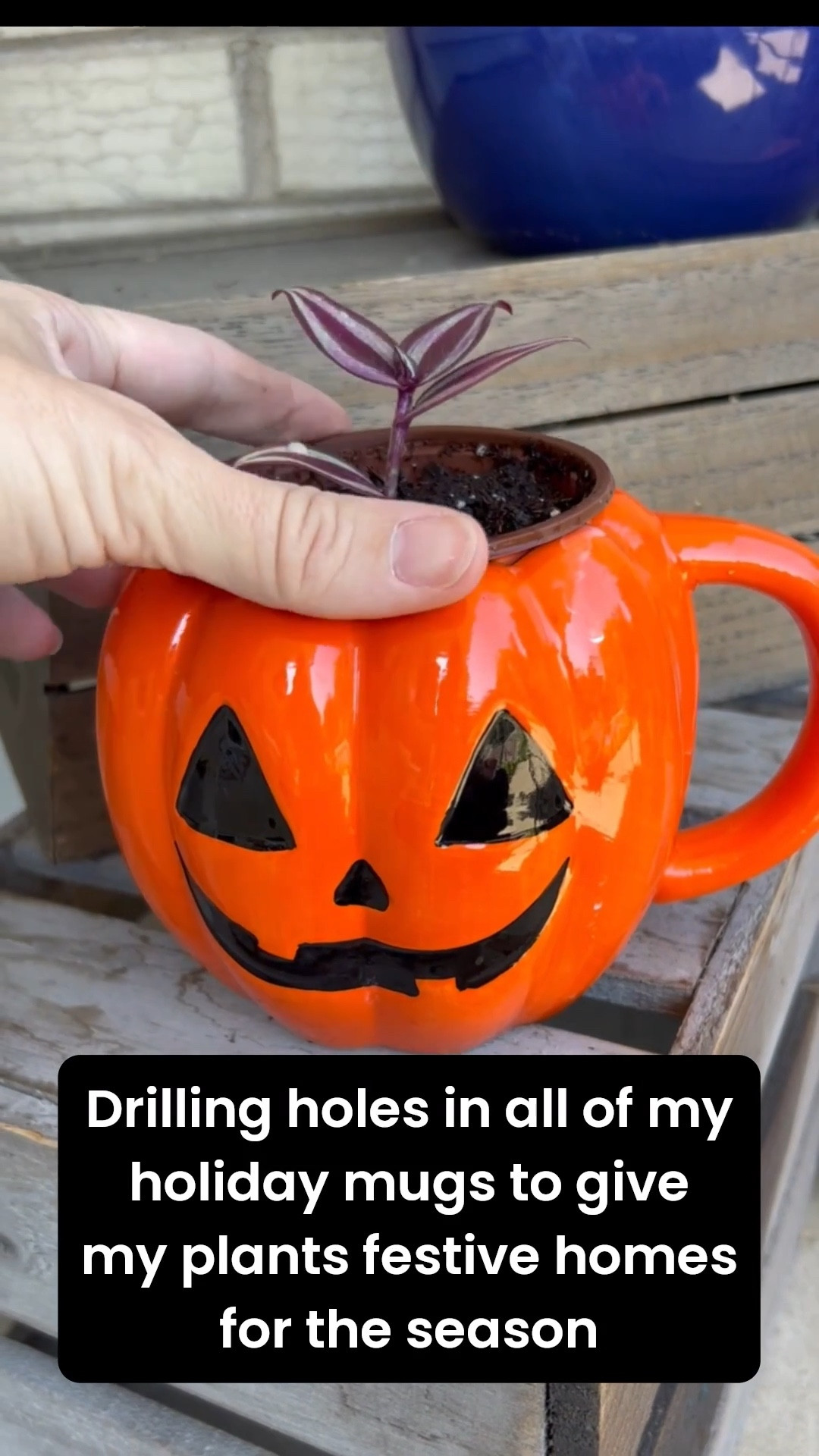 You know all those novelty mugs in your cabinet collecting dust? Why not give them new life by drilling a drainage hole in the bottom and slipping a potted plant inside? I guarantee, they’ll get much more use than they’re currently getting, and you can switch them out as soon as the season ends. 

For this task, I used a 5/16” diamond drill bit to create a single drainage hole in the bottom of this ceramic mug. This mug getting more use now than it ever has before!

#LTKHalloween #LTKHome #LTKSeasonal