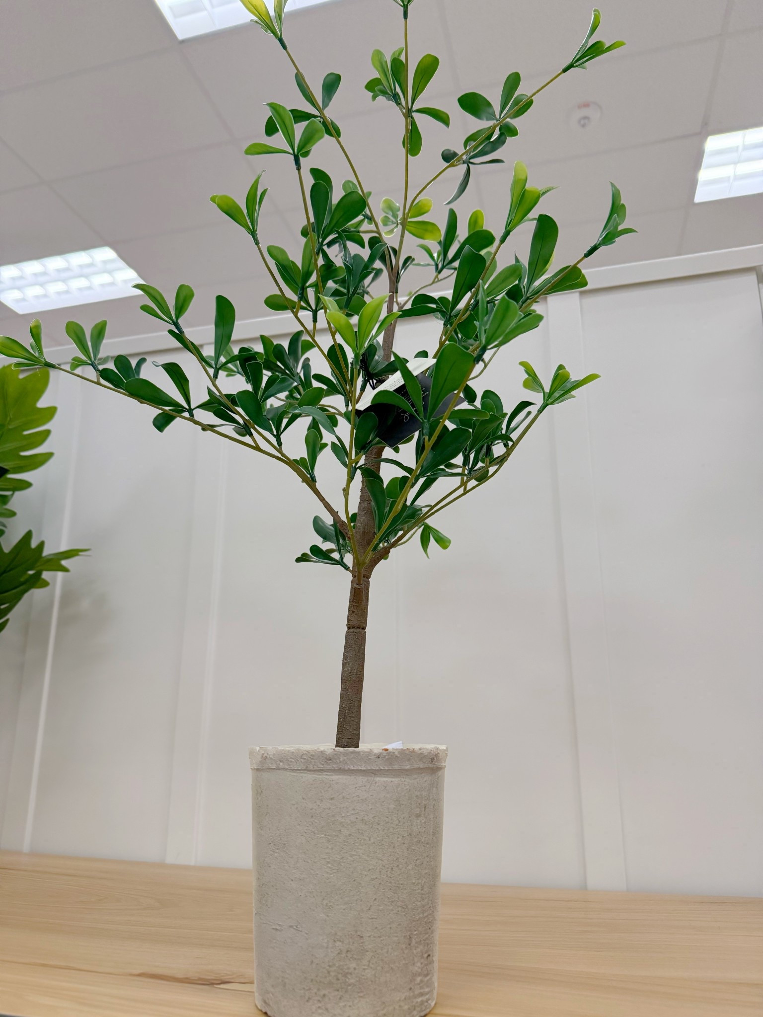 Love these mini tabletop olive trees. Would look so pretty in your kitchen 🌱

#LTKHome #LTKSeasonal