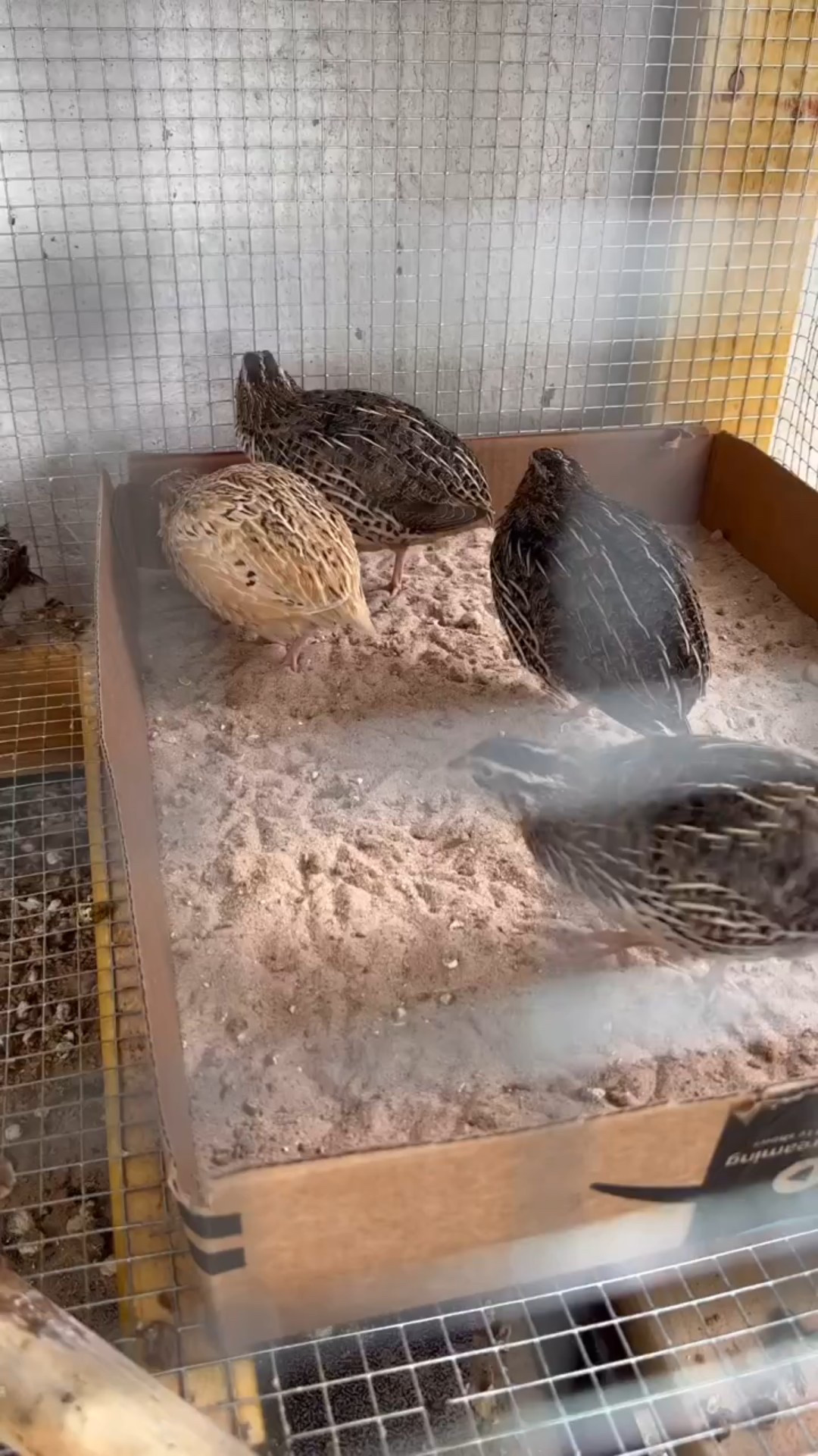 How’s it gonna taste?!?! So excited that after 6 weeks I’ve got my first quail egg layed by my Amazon ordered quails! 
.
.
.
#quail #quaileggs #incubator #hatch #hatching #chicks #chickens #homestead #homesteading #egg #eggs  #babybirds #farm #farmlife #small #cute #tiny #birds #nature #amazon #amazonfinds #cooking #cook #eat #eating