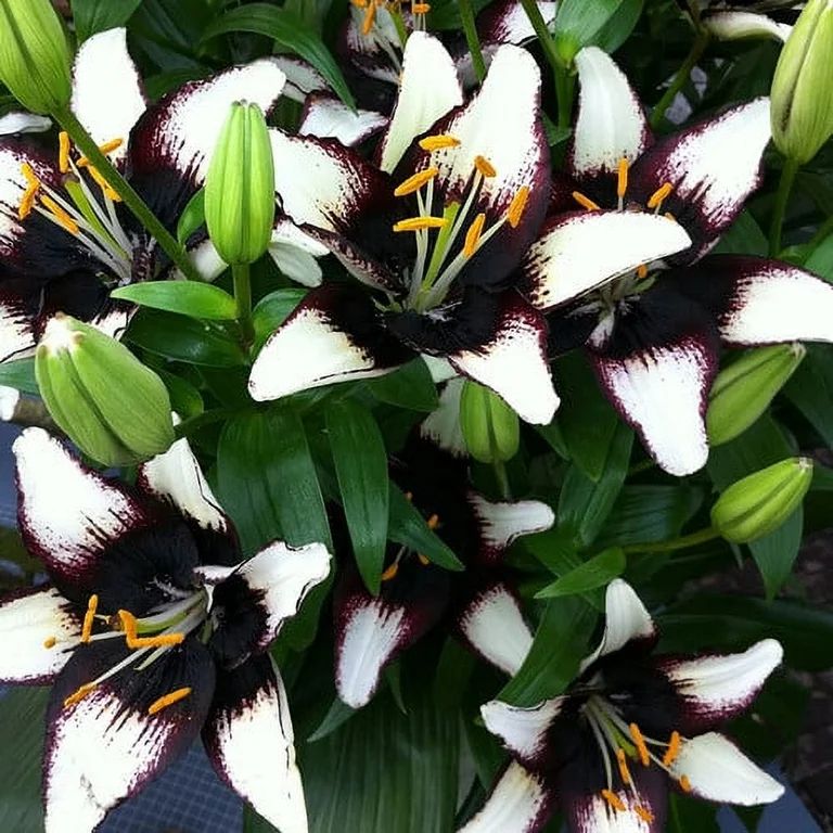 Van Zyverden Lilies Asiatic Black Eye Set of 7 Bulbs Multicolor Partial Sun Easy to Grow 2 lbs - ... | Walmart (US)