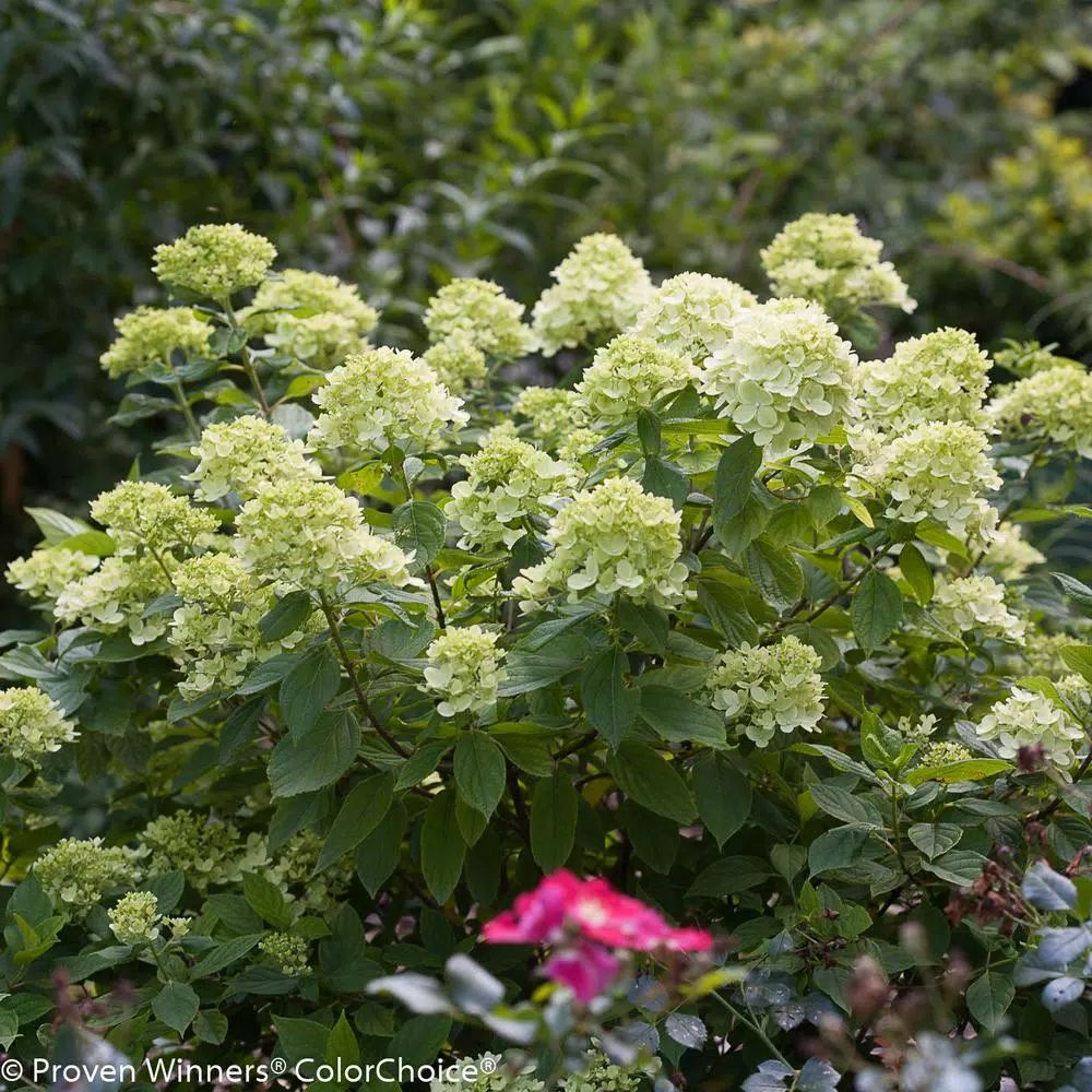 PROVEN WINNERS 4.5 in. Qt. Little Lime Hardy Hydrangea (Paniculata) Live Shrub, Green to Pink Flo... | The Home Depot