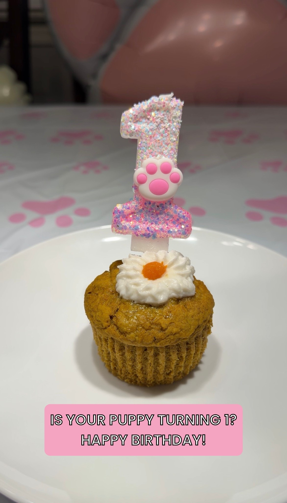 Cutest 1st Birthday Candle for Girl Dogs! Also, the pumpkin cupcake is from Pet Food Express! 

#LTKPets #LTKHoliday #LTKParties