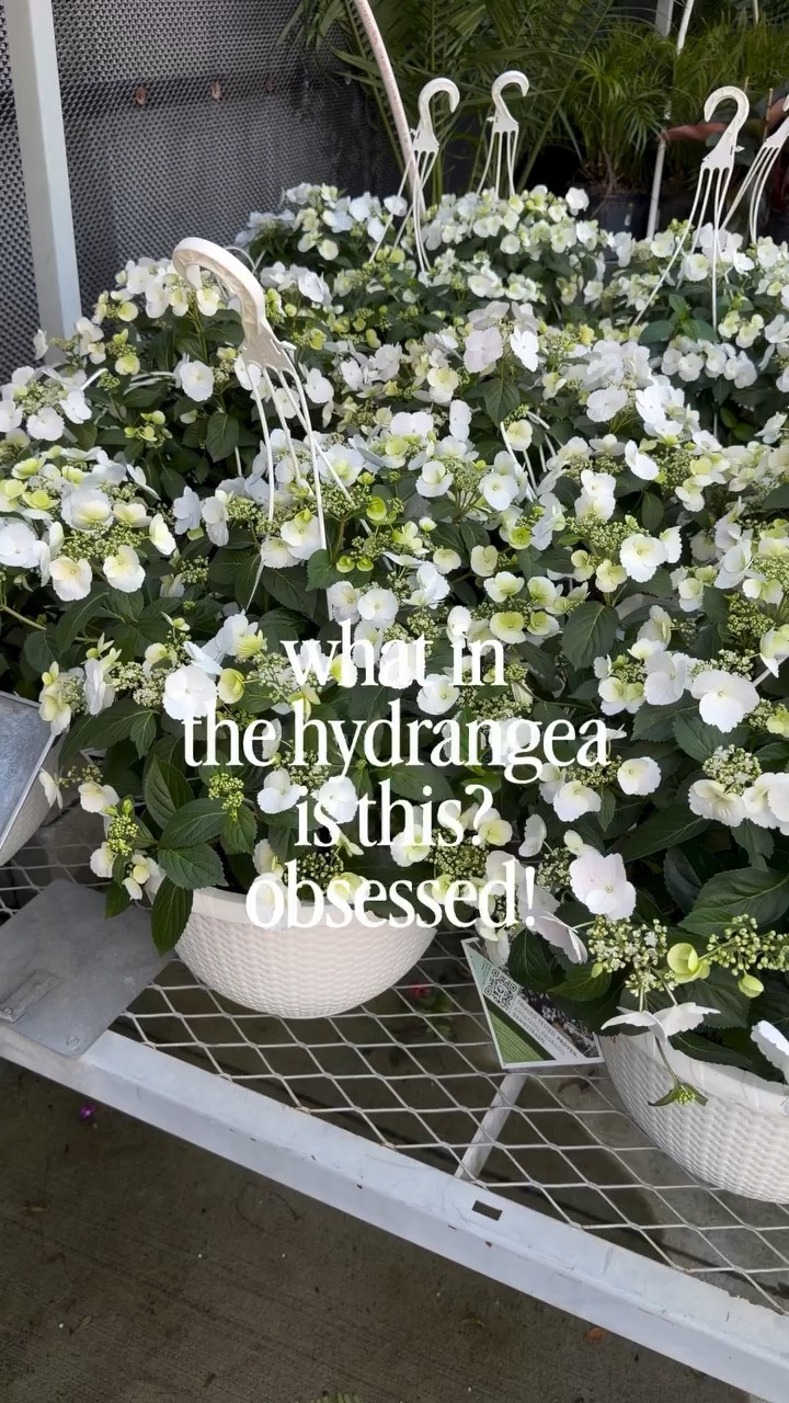 In case you missed it- this week I discovered a cascading hydrangea that tolerates sun. I don’t think my garden or porches will ever be the same! 

Found at Home Depot, Mt. Pleasant. Reports from the coastal oak crew that they are coming in everywhere - check your garden centers! @provenwinners @homedepot