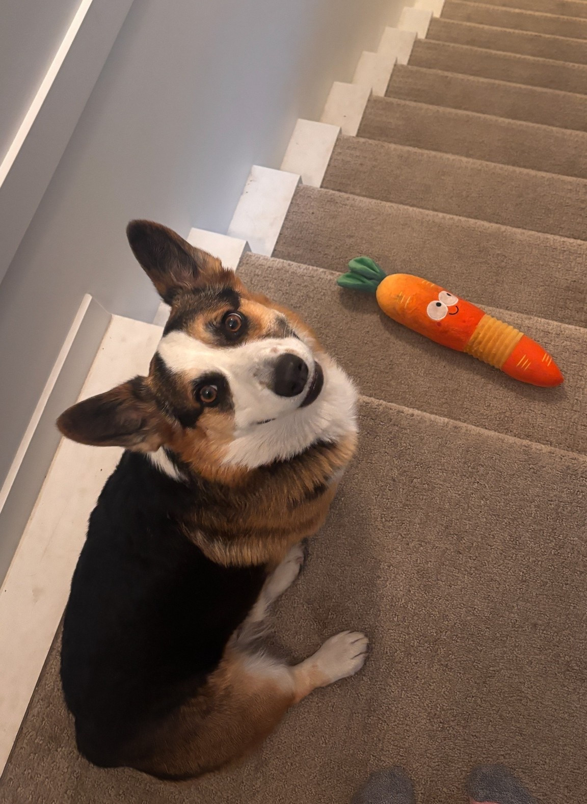 Berk’s a big fan of his new #ltkpet find 😍

#LTKcanada #LTKsummer