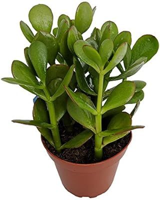 Sunset Jade Plant - Crassula - Easy to Grow House Plant - 4" Pot | Amazon (US)