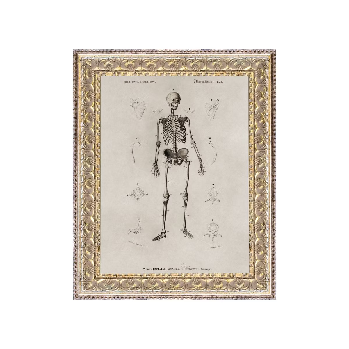 Petal Lane 8"x10" Skeleton Anatomy Wall Art | Target