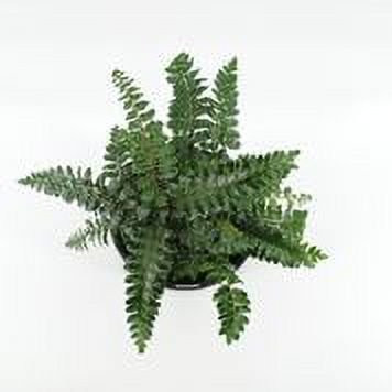 Expert Gardener 2.5QT Hardy Fern Perennial, low light - Walmart.com | Walmart (US)