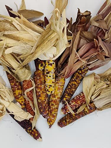 Mini Indian Corn in Husk - Pack of 10 for Decor, Crafts and Bowl fillers | Amazon (US)