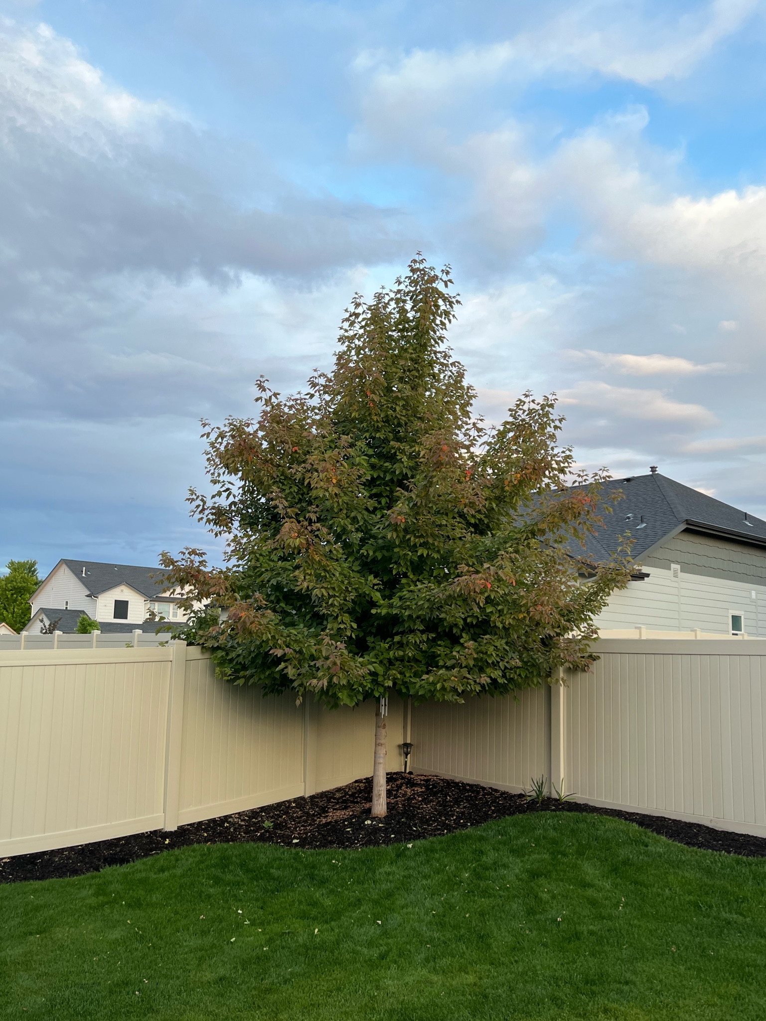 Want your trees to grow faster and fuller? These fertilizer spikes could be the answer! They are slow release and feed the roots all season long  

#LTKSummerSales #LTKSeasonal #LTKHome