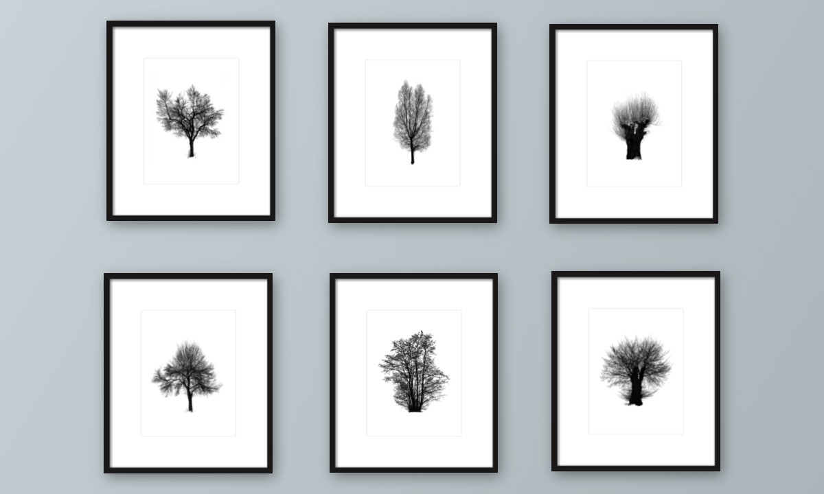 A Study of Trees | Artfully Walls
