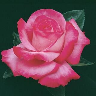 3 Gal. Pot, Elizabeth Taylor Hybrid Tea Rose, Live Potted Flowering Plant (1-Pack) | The Home Depot