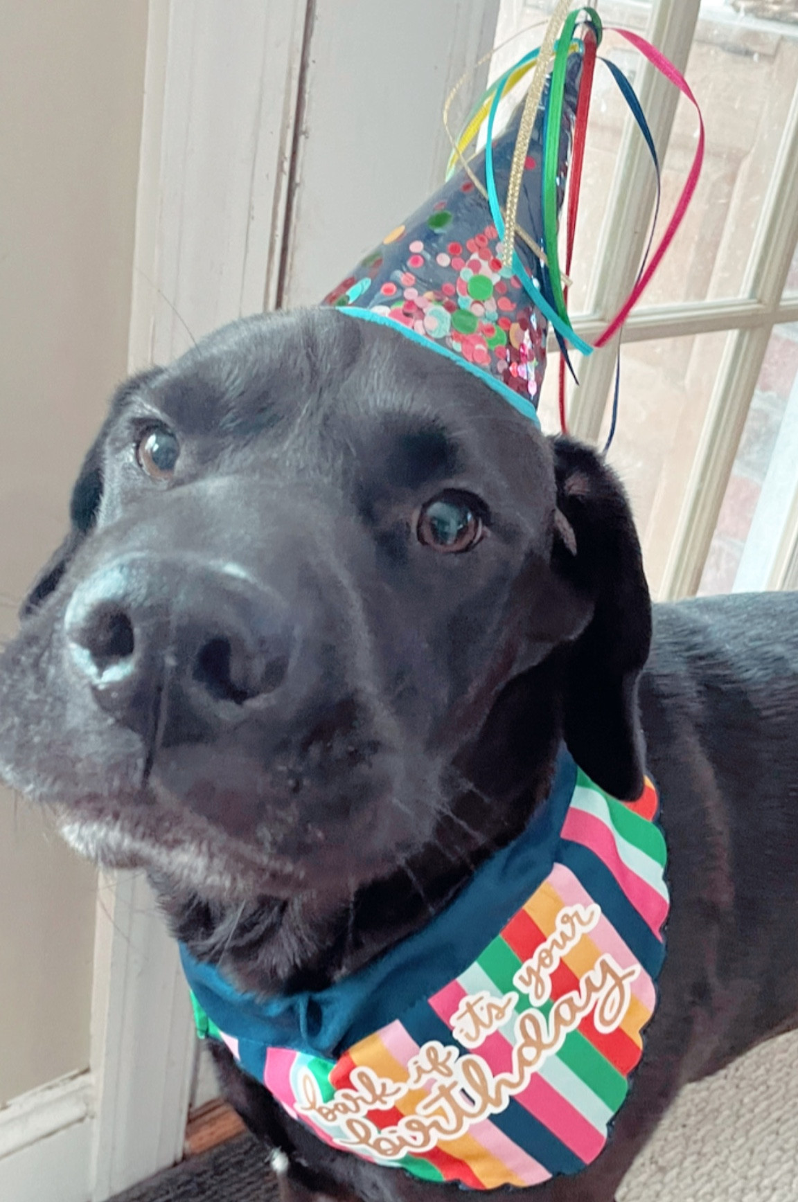 Doggy birthday kit
Packed party
Dog mom finds

#LTKfamily #LTKunder50 #LTKsalealert