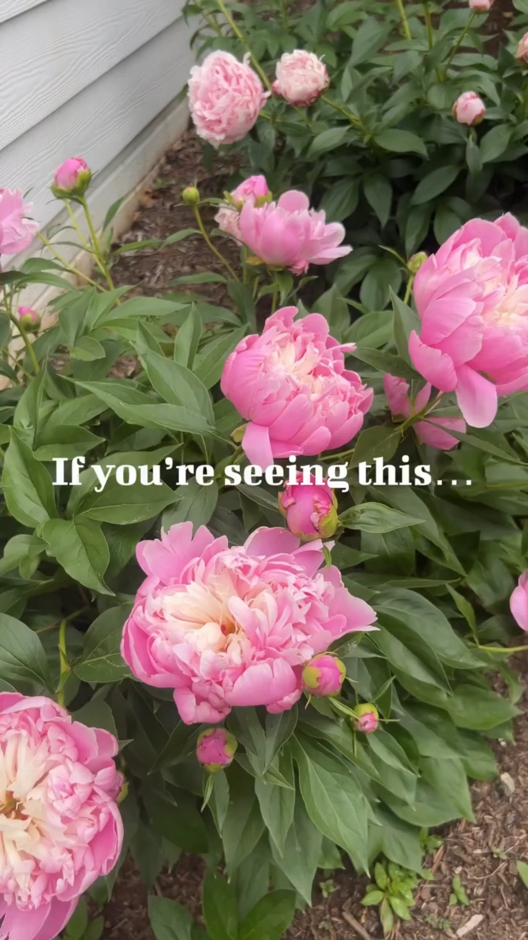 Peony season is almost here 🌸

Peonies will start waking up this month in March, and in colder climates April. That means now is the time to install supports and fertilize them before the blooms get heavy.

I fertilize when the shoots are about 2–3 inches tall up to around a foot high in early spring. A slow release, low nitrogen fertilizer or bone meal works best because too much nitrogen will give you lots of leaves but fewer flowers.

Scatter the fertilizer in a ring around the plant about 6 inches away from the stems and lightly work it into the soil.

Comment PEONY and I’ll send you the peony supports and fertilizer I use in my garden.

🌸 Save this so you remember when yours start popping up.