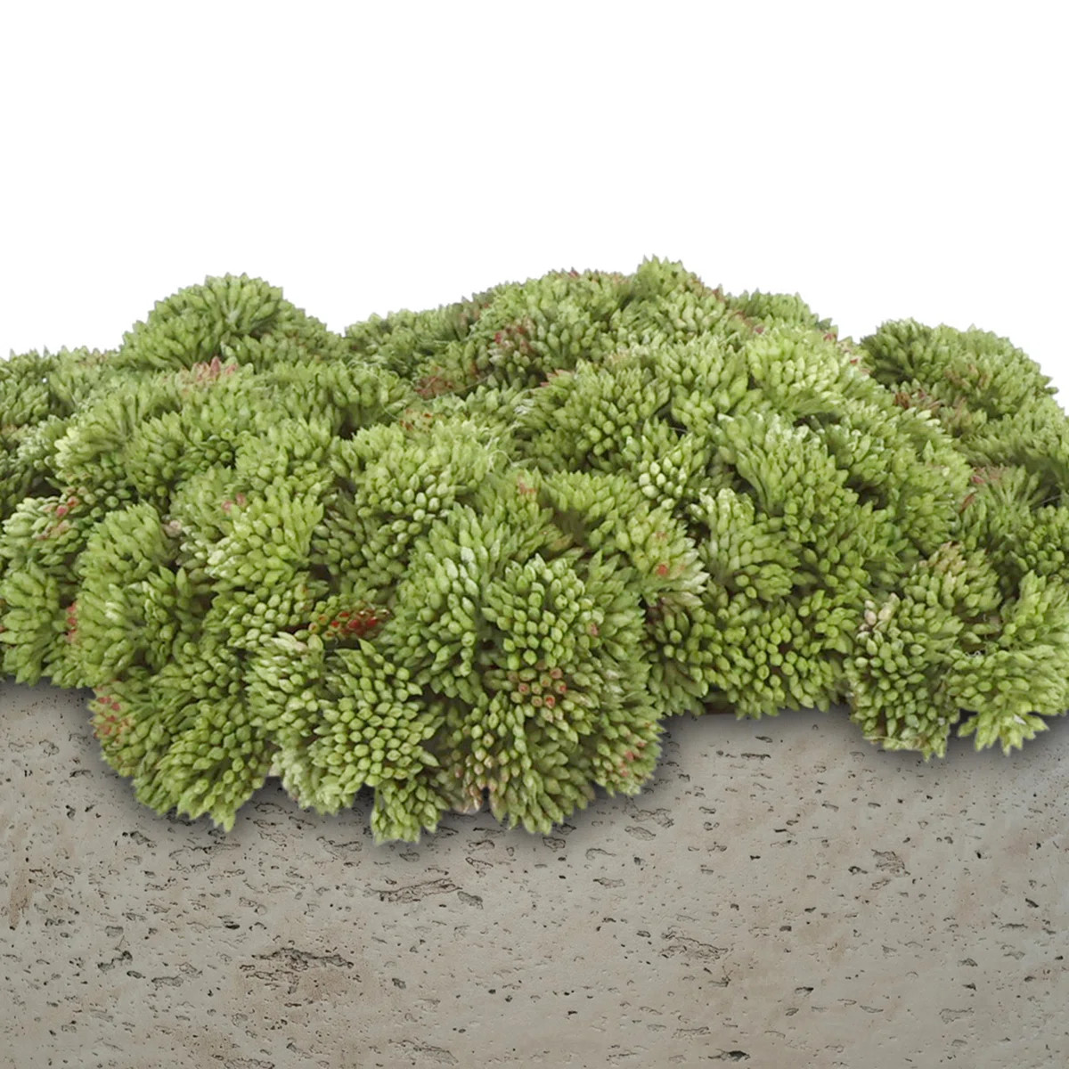Sedum Arranged in Fiberstone Planter | Wayfair North America