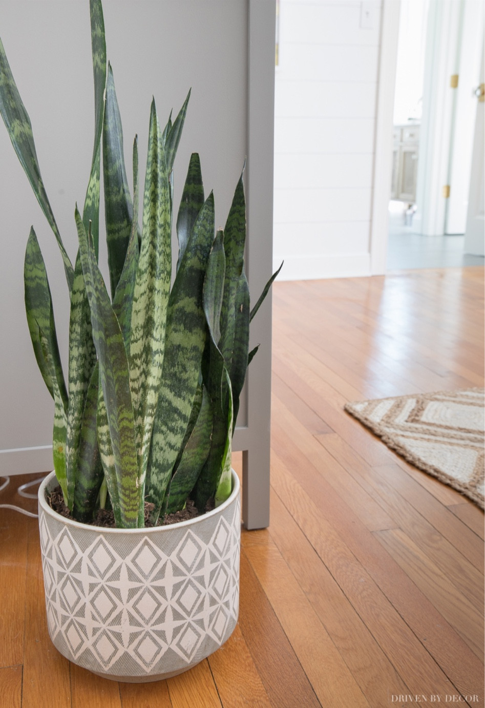 Love this Amazon planter that my snake plant stays in! Perfect for the floor or a console table! Braided Jute rug also linked! 

Amazon finds, Amazon home decor, plant decor, house plants, home decor ideas, simple home decor, Amazon home 

#LTKstyletip #LTKunder100 #LTKhome