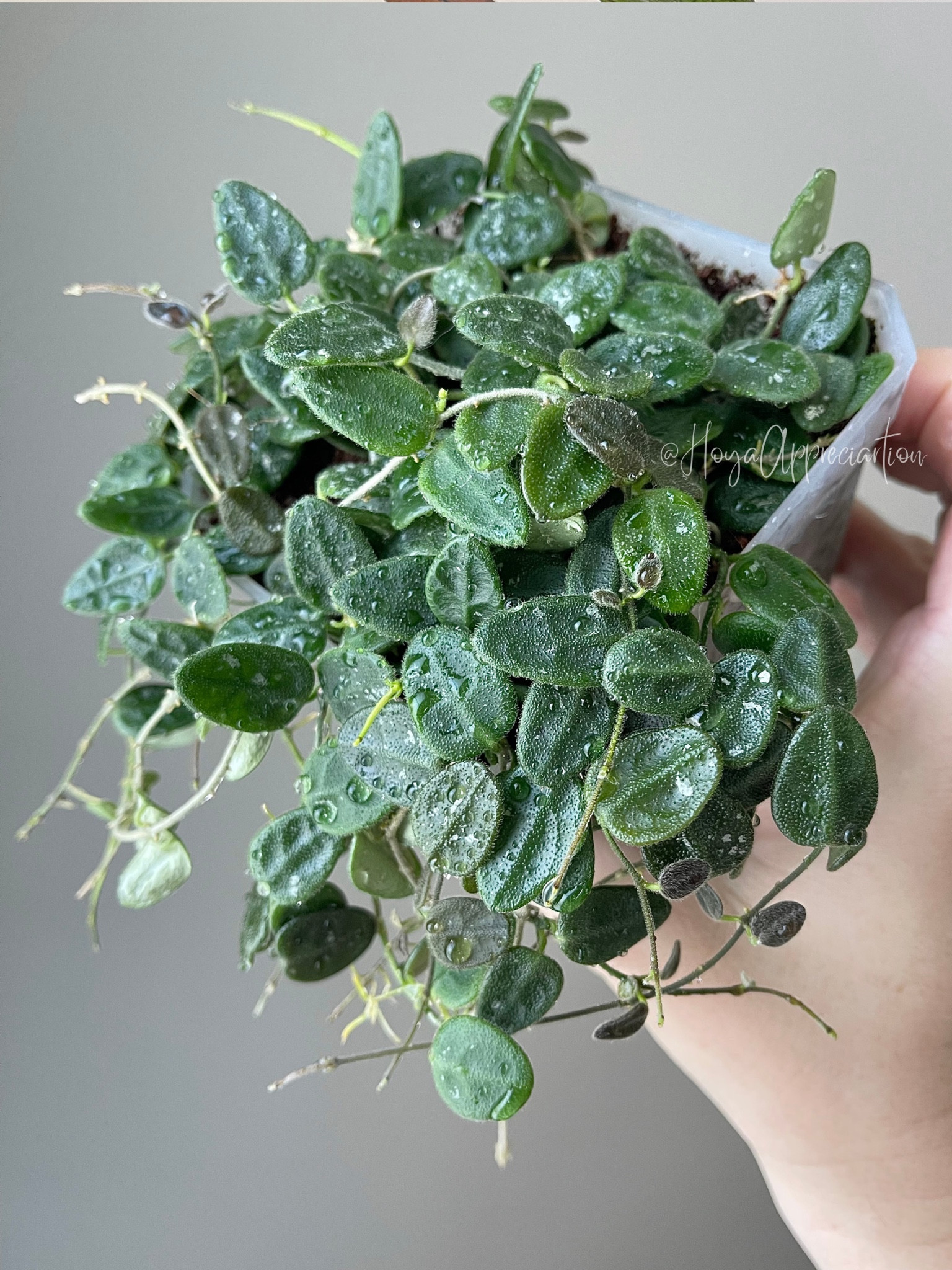 This #smallleafhoya really took off once I realized it wanted to be watered more frequently. I have noticed a correlation between small leaf hoyas craving more water than some of their other larger leaf counterparts. I’m happy to see this one always pushing out more darling little fuzzy leaves. 

FYI, this one, #hoyatengchongensis is very similar to H Serpens, but these leaves have a point at the tip of their leaves as are not nearly as rounded as Serpens. It also seems to grow easier for me in my environment. 

Liz’s personal experience only…every environment is different:
🪴Light: 16 hours of grow lights + a south window 
🪴Water: when dry
🪴Avg Temp last 30 days: 67F
🪴Relative Humidity last 30 days: 45%
🪴Fussy: not for me
🪴Rate of growth: medium fast
🪴Rareness: of the respondents to my poll in my stories yesterday, 14% reported having this one.
🪴Pot size: 4” clear pot
🪴Growing Medium: coco coir amended with coco husks
🪴Fertilizer: I apply a nutrient-rich fertilizer tailored for Hoyas approximately every other watering when the plant isn’t dormant. It’s packed with essential macro and micronutrients, it’s the best I’ve found for hoyas!🪴
🪴Rooting Method: in my coco coir mix 
🪴Time In My Care: 2.5 years 
🌸Age until 1st bloom: none yet 
🪴Would Liz recommend this one: 100% yes!!! I love this one! 

#ilovehoyas #hoyacollector #hoyahead #hoyaappreciation #hoyacollection #plantsmakemehappy #ihavethisthingwithplants 

#LTKFindsUnder100 #LTKFindsUnder50 #LTKHome