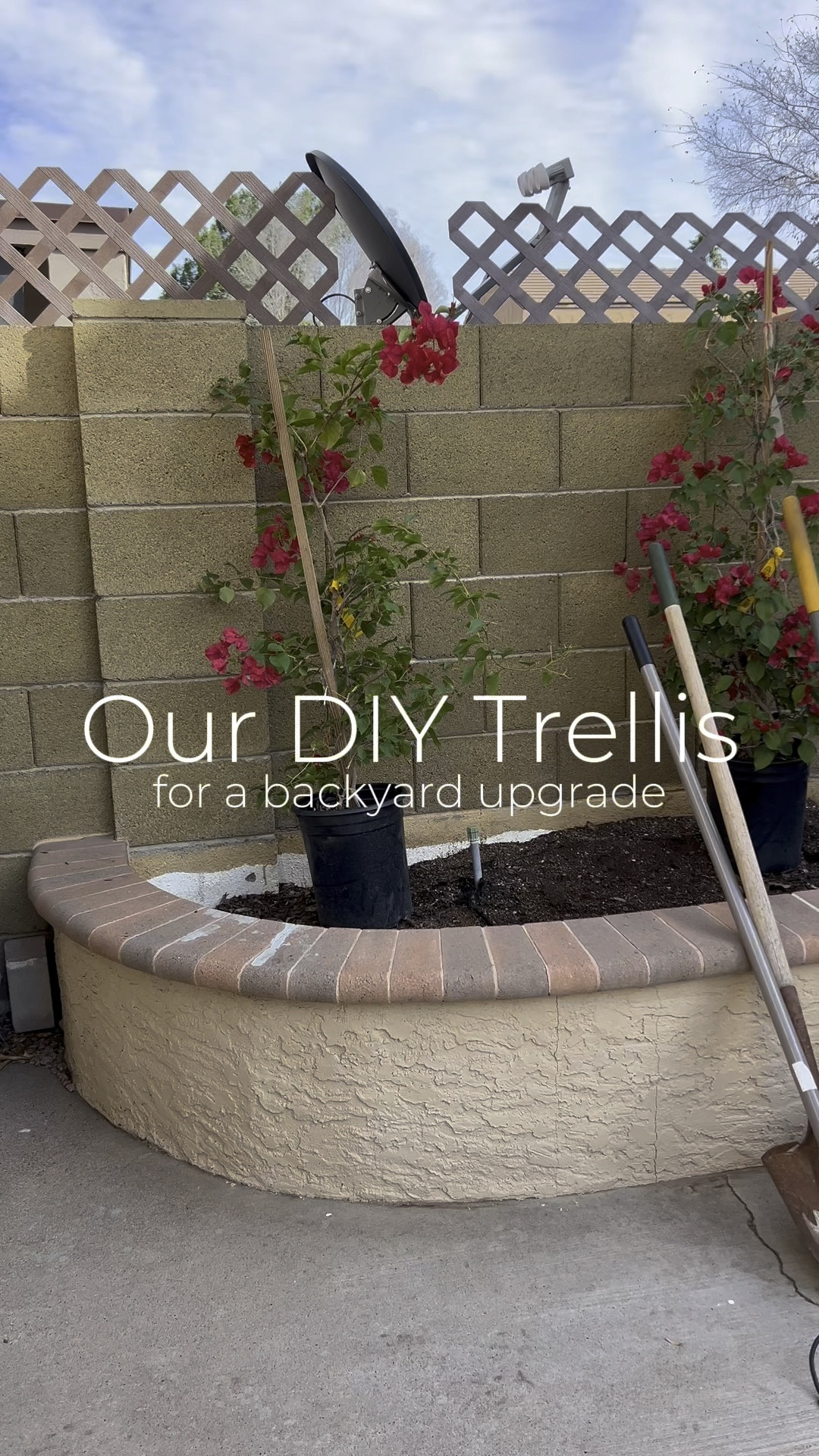✨DIY Garden Trellis✨
Trust me when I say we are NOT DIY experts… but it is one of our goals this year!

When we moved into our house a year ago our backyard had nothing… the raise led flower bed was just dirt and so was the side yard. A few months after moving in Kirby put grass in but the rest of the backyard stayed the same.

A few months back we decided we wanted to dress up the raised flower beds before Waylon’s 1st birthday party since it was going to be at our house! We got to working napping out, measuring and designing. This project took us a few weeks to complete (since we both work full time and could really only work on it during nap time on the weekends), but it was so worth it!

I’m beyond happy with how it turned out and so proud of us for completing it! 💪🏼🌸
 
#backyard #backyardinspo #trellis #bougainvillea #diy #diybackyard #diytrellis #diycouple backyard design, garden design, flower bed, backyard vines 

#LTKhome #LTKSeasonal