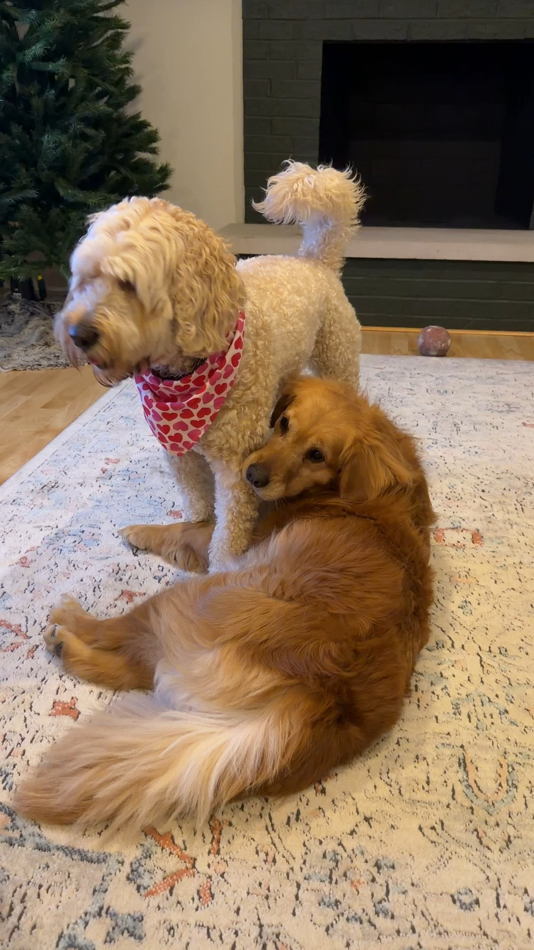 Who’s ready for valentines?! So many cute bandanas for your fur baby  

#LTKdayinmylife #LTKFindsUnder50