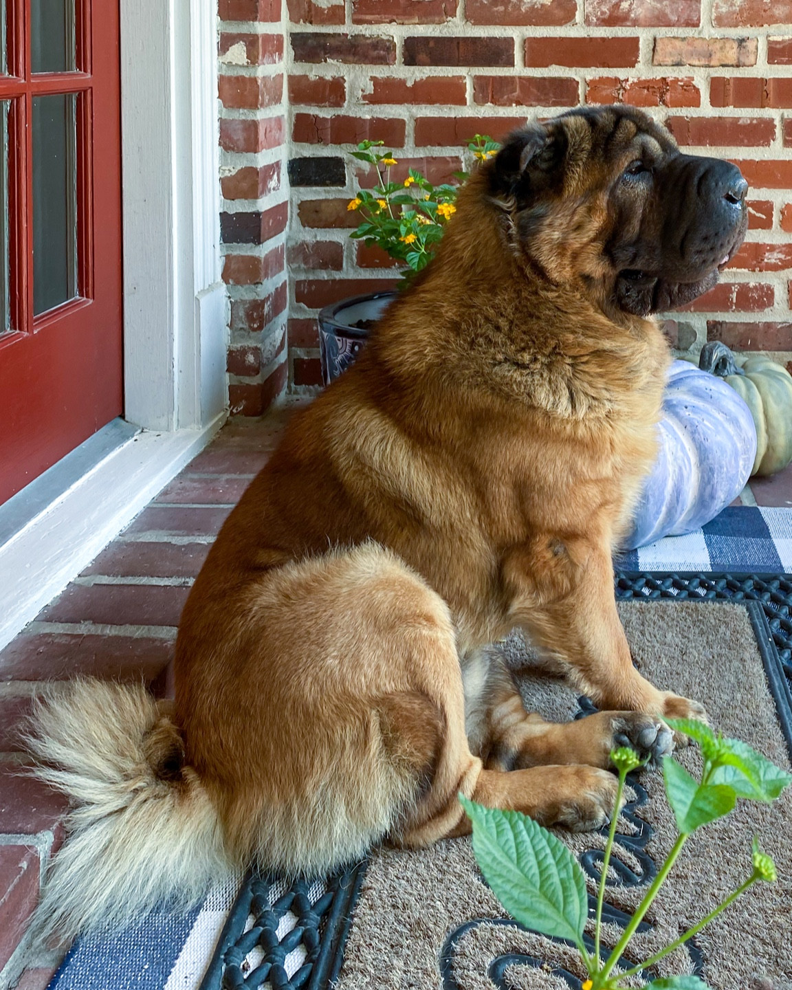 Fall decor, fall porch decor, pumpkins, porch decor, grandmillennial fall decor 

#LTKhome #LTKSeasonal