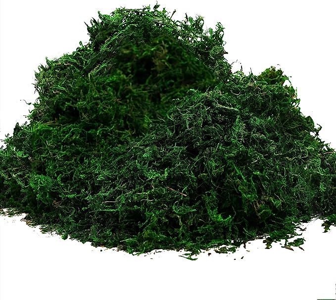 Byher 92926 Preserved Forest Moss, Fresh Green (8OZ) | Amazon (US)