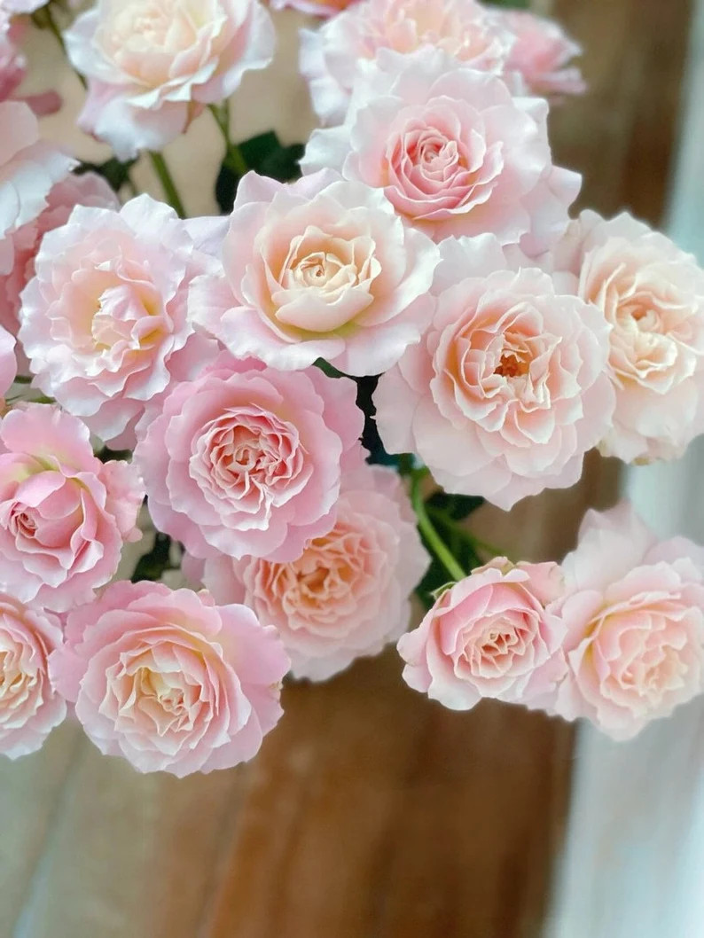 Rose【Chou Chou｜シュシュ】-1.5Gal OwnRoot LivePlant| Sumiko Kawamoto闪闪发光| Less Th... | Etsy (US)