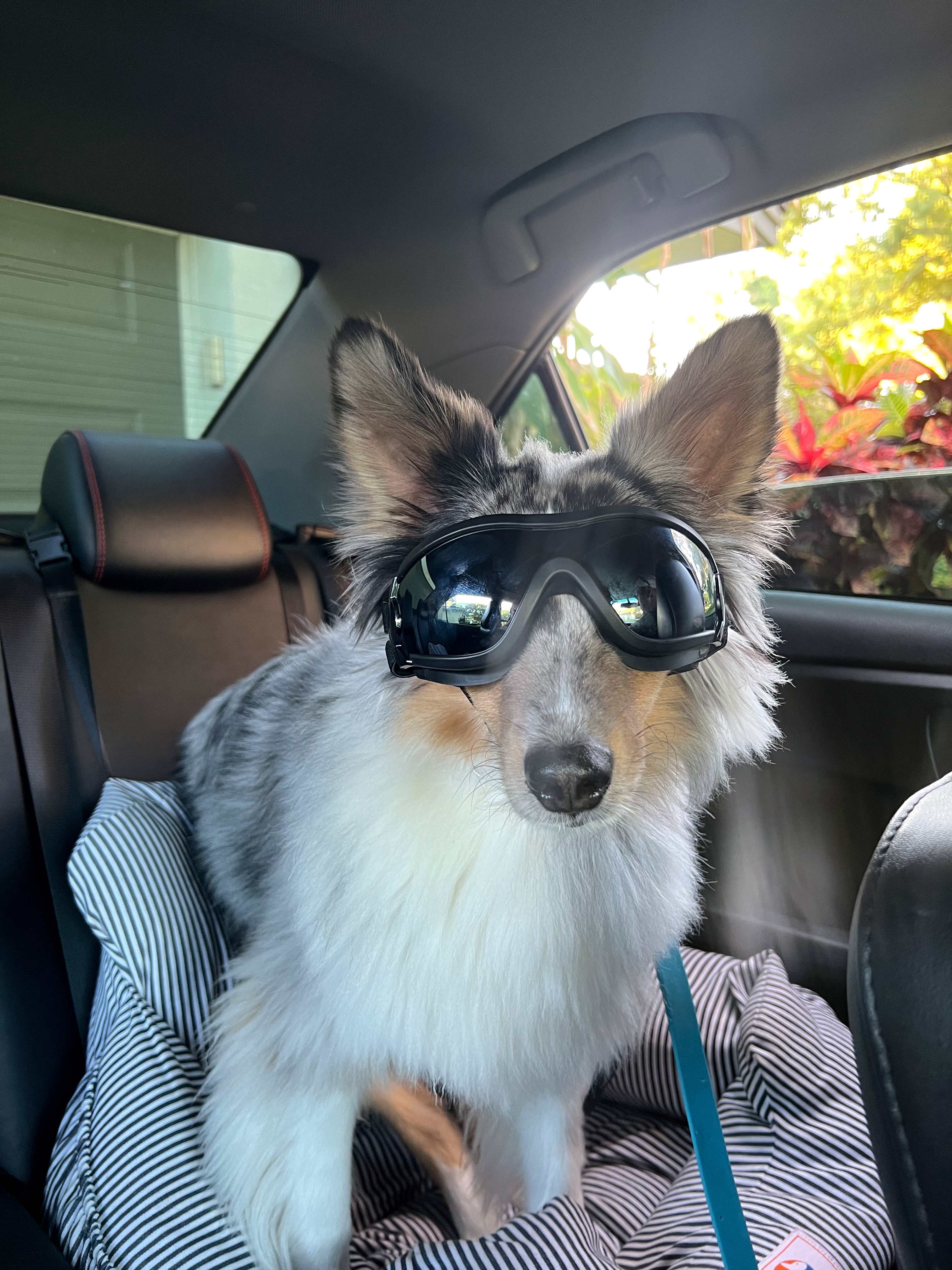My dog is cooler than me 😎 dog products, pet products, dog mom essentials 

 