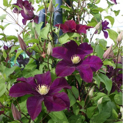 Clematis Warsaw Nke - Live Plant in a 4 Inch Growers Pot - Clematis 'Warsaw Nke' - Starter Plants Ready for The Garden - Beautiful Red Purple Flowerin | Wayfair North America