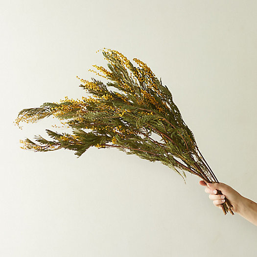 Preserved Mimosa Bunch | Terrain