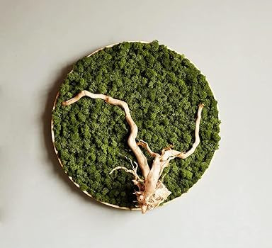 Preserved Reindeer Moss Natural Green DIY Kit Gardenning Art Wall Decor Florist Decor Easter Tabl... | Amazon (US)