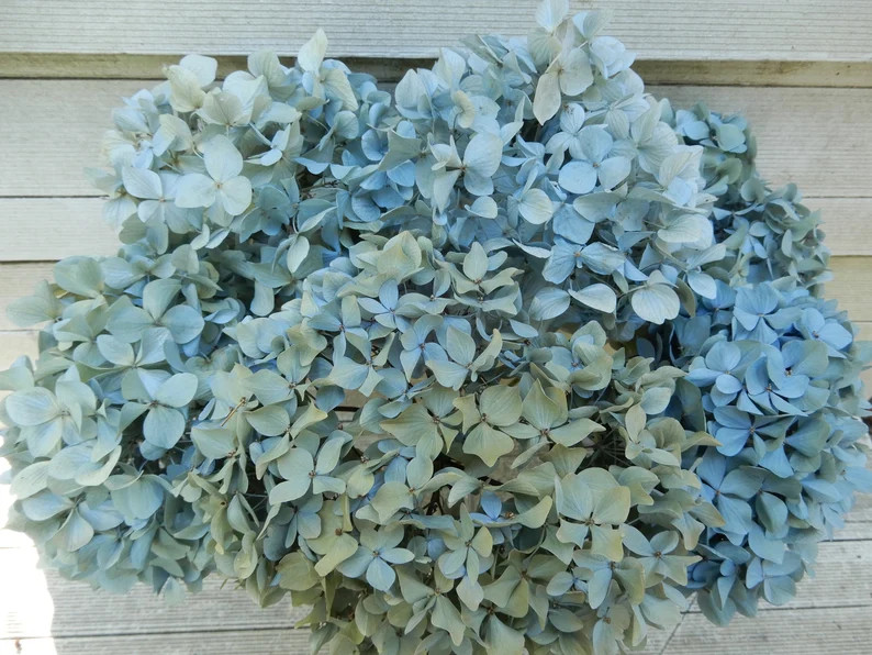 Dried Hydrangea Flowers 6 Long Stems Lt. Blue Green and Cream - Etsy | Etsy (US)